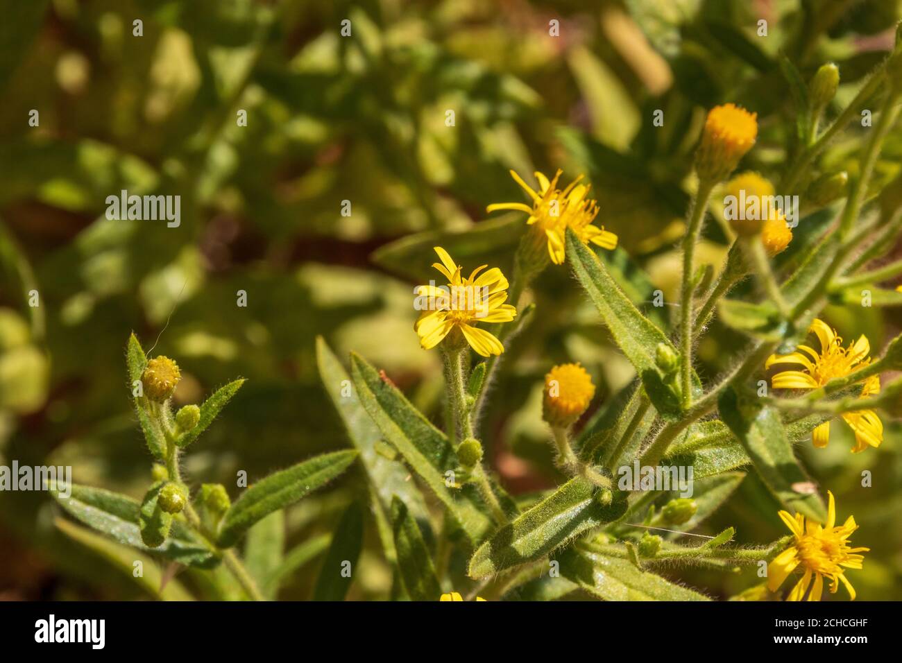 Dittrichia viscosa, Falsche Yellowhead Pflanze in Blume Stockfoto