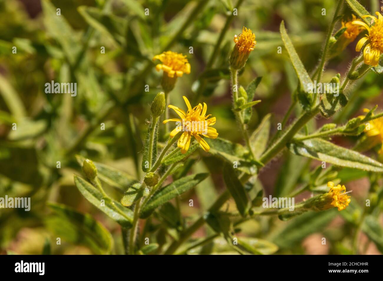 Dittrichia viscosa, Falsche Yellowhead Pflanze in Blume Stockfoto