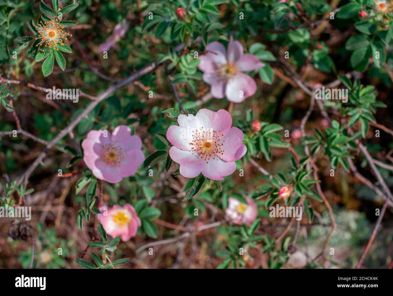 Rosa buschrose Fotos und Bildmaterial in hoher Auflösung Alamy