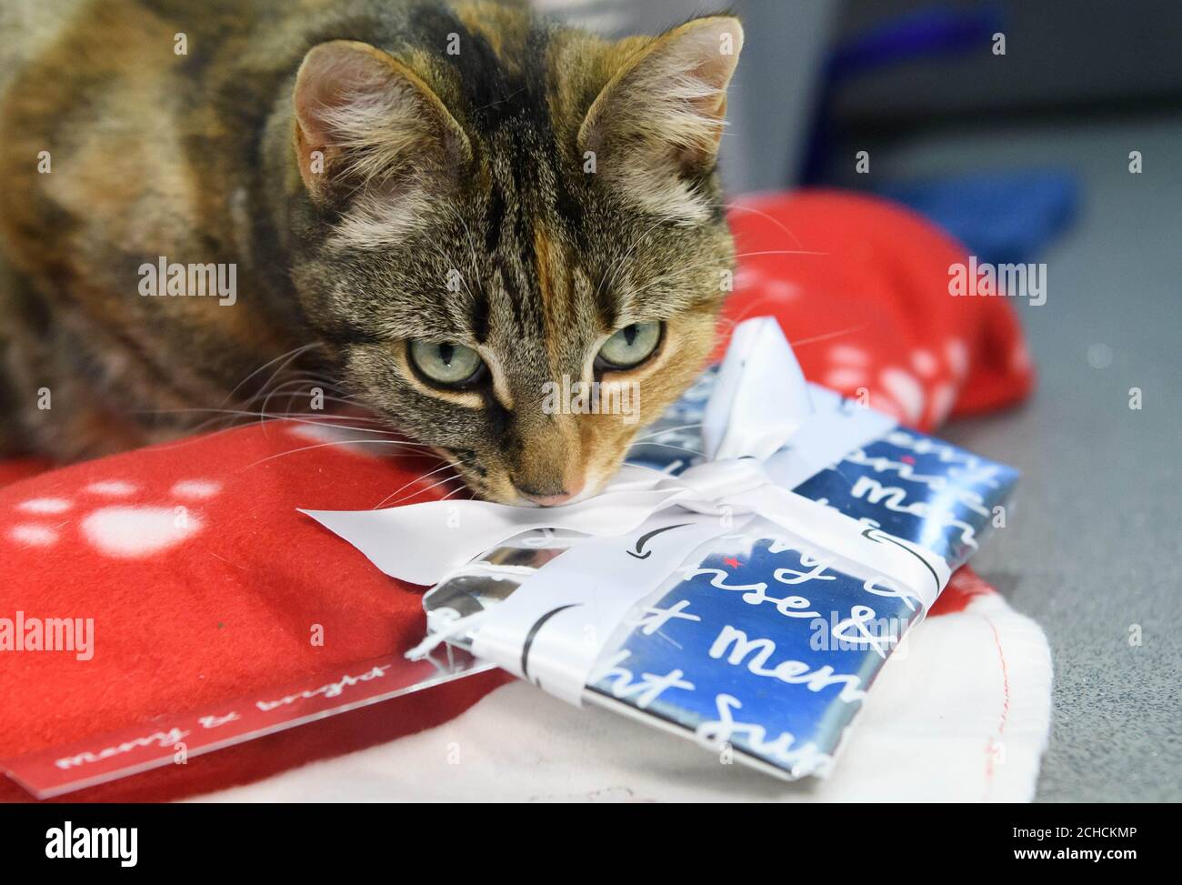 Die 11-jährige Maisie, eine gerettete Hauskatze, erhält ein Willkommensgeschenk im Battersea Dogs & Cats Home in London vom Amazon Christmas Store, während der Online-Händler sich mit der Wohltätigkeitsorganisation zusammenarbeitet, um seinen Bewohnern die meistverkauften Weihnachtsgeschenke für Haustiere zu liefern. DRÜCKEN SIE ZUORDNUNG. Foto. Ausgabedatum: 15. Dezember 2017. Amazon Verkäufe zeigen, dass drei Viertel aller Haustier Geschenke in diesem Jahr für Hunde mit mehr als die Hälfte der Tiere erhalten bis zu drei Geschenke. Laut einer unabhängigen Umfrage im Auftrag von Amazon, die durchschnittliche Menge für die Familie Haustier in diesem Weihnachten ausgegeben ist £13. Foto Stockfoto