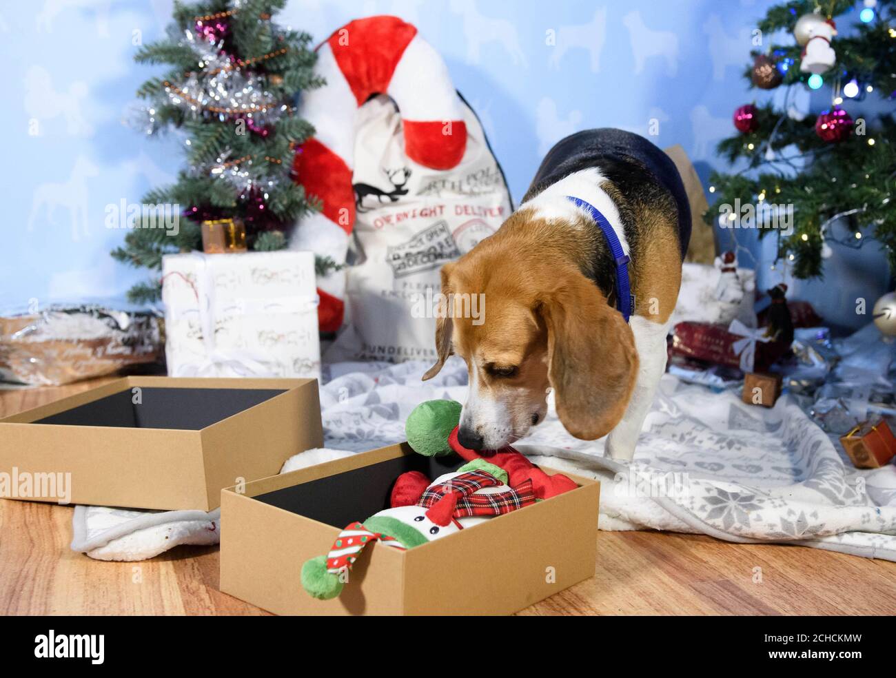 EMBARGOED TO 0001 FREITAG DEZEMBER 15 REDAKTIONELLE VERWENDUNG NUR Darcy, im Alter von 4 Jahren, ein geretteter Beagle Hund, Erhält ein Begrüßungsgeschenk im Battersea Dogs & Cats Home in London vom Amazon Christmas Store, da der Online-Händler sich mit der Wohltätigkeitsorganisation zusammenarbeitet, um seinen Bewohnern die meistverkauften Weihnachtsgeschenke für Haustiere zu liefern. DRÜCKEN SIE ZUORDNUNG. Foto. Ausgabedatum: 15. Dezember 2017. Amazon Verkäufe zeigen, dass drei Viertel aller Haustier Geschenke in diesem Jahr für Hunde mit mehr als die Hälfte der Tiere erhalten bis zu drei Geschenke. Nach einer unabhängigen Umfrage im Auftrag von Amazon, der durchschnittliche Betrag für die fa ausgegeben Stockfoto