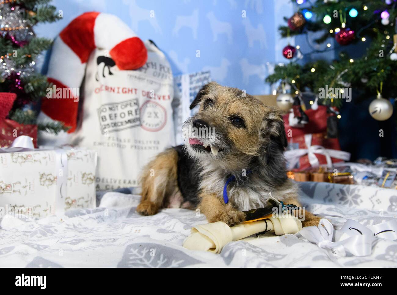 EMBARGO AUF 0001 FREITAG DEZEMBER 15 REDAKTIONELLE VERWENDUNG NUR Louise, im Alter von 9 Jahren, ein geretteter Terrier Hund, Erhält ein Begrüßungsgeschenk im Battersea Dogs & Cats Home in London vom Amazon Christmas Store, da der Online-Händler sich mit der Wohltätigkeitsorganisation zusammenarbeitet, um seinen Bewohnern die meistverkauften Weihnachtsgeschenke für Haustiere zu liefern. DRÜCKEN SIE ZUORDNUNG. Foto. Ausgabedatum: 15. Dezember 2017. Amazon Verkäufe zeigen, dass drei Viertel aller Haustier Geschenke in diesem Jahr für Hunde mit mehr als die Hälfte der Tiere erhalten bis zu drei Geschenke. Laut einer von Amazon in Auftrag gegebenen unabhängigen Umfrage wird der durchschnittliche Betrag für das ausgegeben Stockfoto