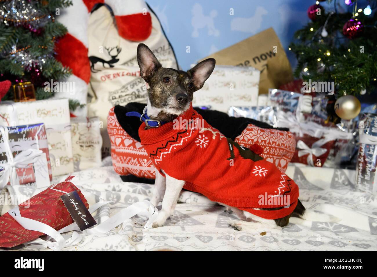 REDAKTIONELLE VERWENDUNG NUR Milly, ein 8-jähriger geborgener Jack Russell Hund, erhält ein Willkommensgeschenk im Battersea Dogs & Cats Home in London vom Amazon Christmas Store, da der Online-Händler sich mit der Wohltätigkeitsorganisation zusammenarbeitet, um seinen Bewohnern die meistverkauften Weihnachtsgeschenke für Haustiere zu liefern. DRÜCKEN SIE ZUORDNUNG. Foto. Ausgabedatum: 15. Dezember 2017. Amazon Verkäufe zeigen, dass drei Viertel aller Haustier Geschenke in diesem Jahr für Hunde mit mehr als die Hälfte der Tiere erhalten bis zu drei Geschenke. Laut einer unabhängigen Umfrage im Auftrag von Amazon, die durchschnittliche Menge für die Familie Haustier in diesem Weihnachten ausgegeben ist £13. P Stockfoto