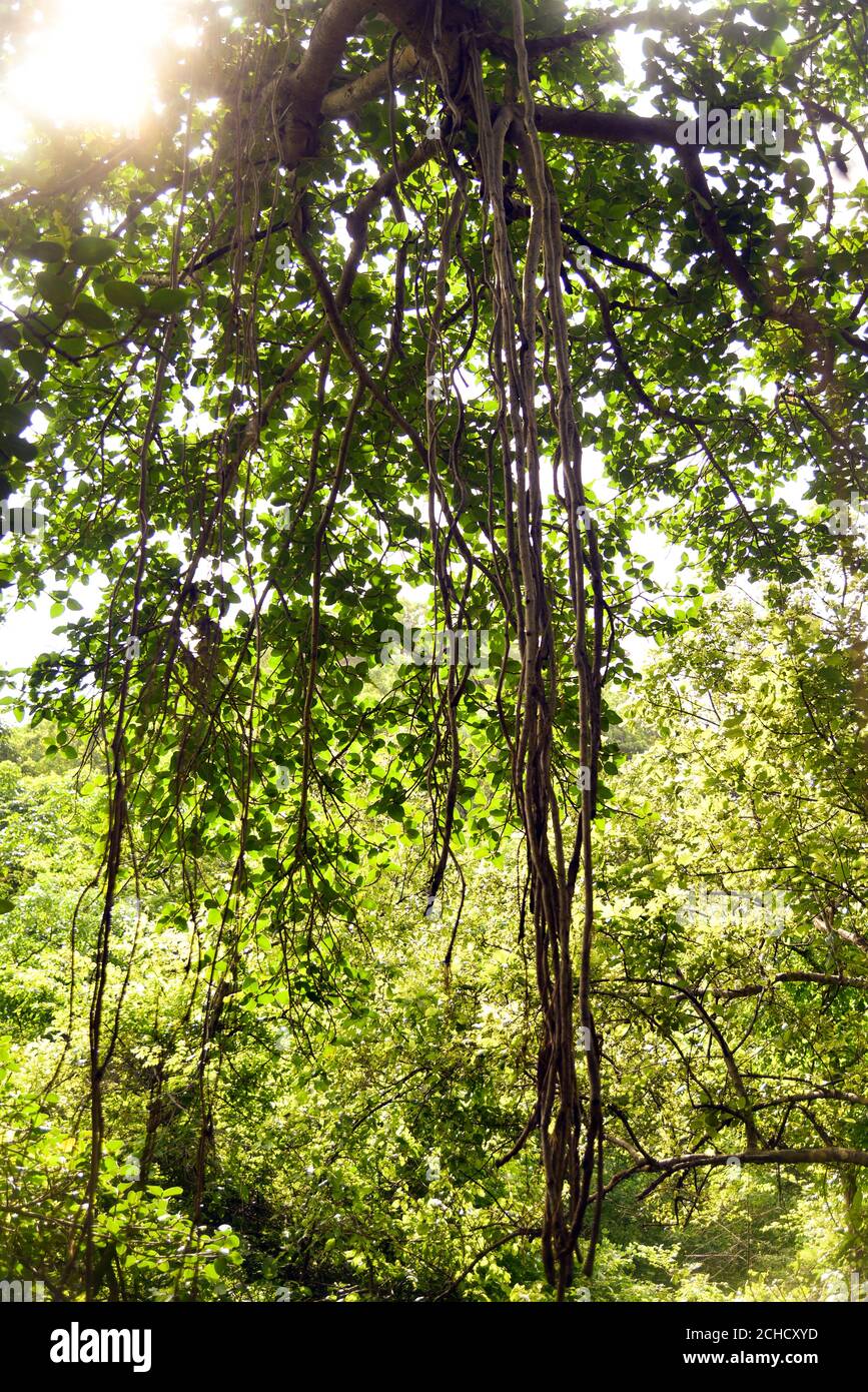 Baumzweige für Schaukel . Alte Baum Tapeten . Stockfoto