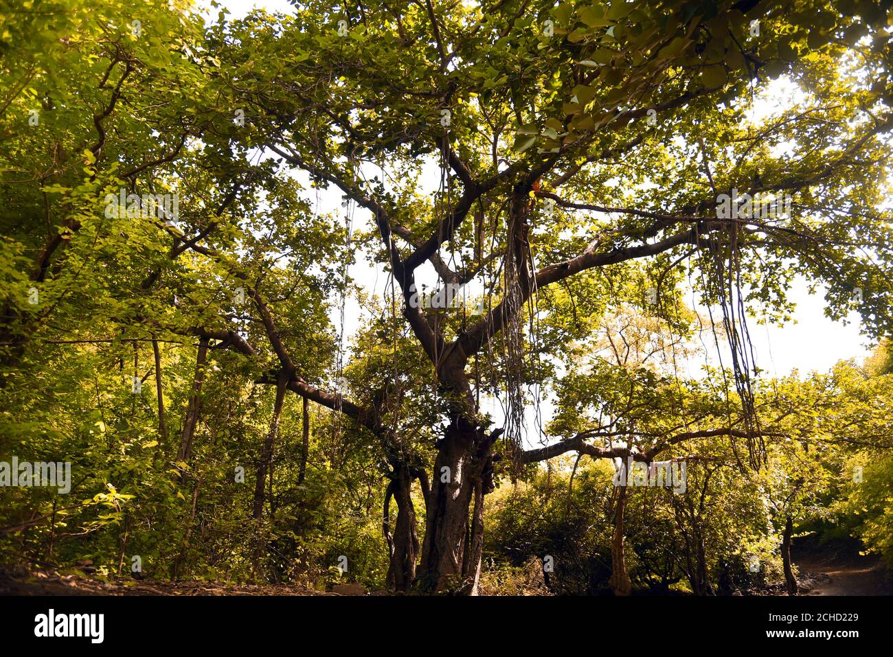 Alter Baum mit trockenen Ästen Landschaft im Wald indien. Stockfoto