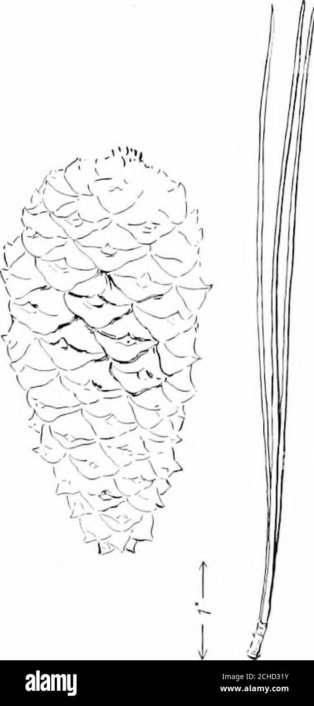 . Holz und Wald . Lebensraum... Blatt. Lebensraum: (Siehe Karte);am besten in den Eocky Mountains. Eigenschaften des Baumes: Höhe, 100 bis 300; Durchmesser, 6 bis abend12; Äste, niedrig, Kurzstamm; Rinde, dick, dunkelbraun, tief, mäandernFurchen, groß, unregelmäsige Platten, schuppig; Blätter, intwos oder threes, 5 bis 11long, Zapfen bis 6 long. Aussehen des Holzes: Farbe, hellrot, sap-Holz, dick, fast weiß, undsehr deutlich; nicht porös; Ringe, auffällig; Maserung, gerade; Strahlen, zahlreich, dunkel; sehr harzige Abflüsse klein. Physische Eigenschaften: Gewicht, leicht (14. In dieser Liste), 25-30 lbs. Percu. Ft., sp. gr. 0.4715;strag Stockfoto