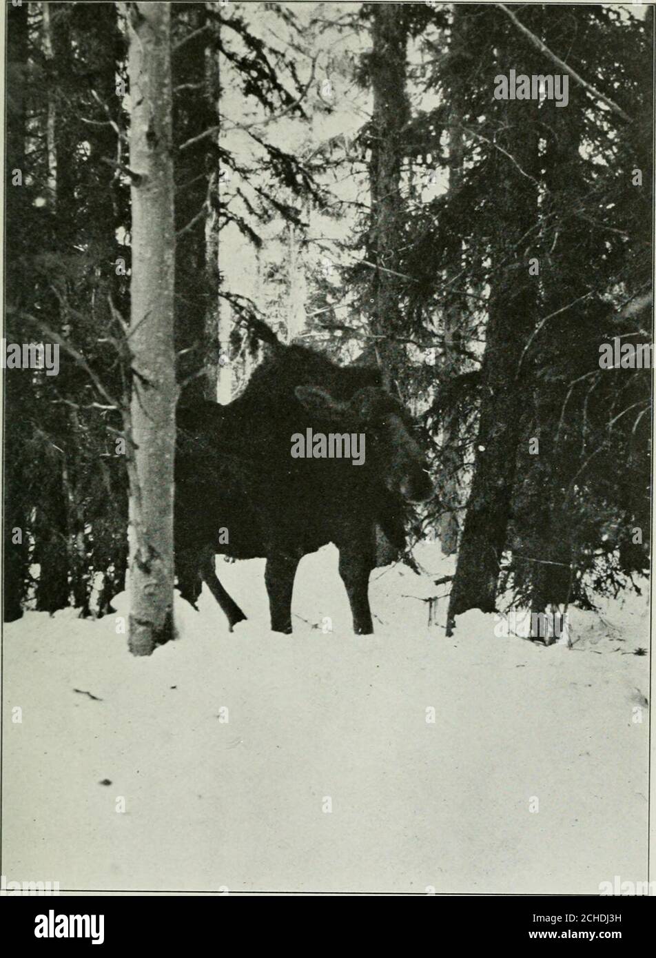 . Auf dem Kopfwasser des Peace River: Eine Erzählung von einer tausend Meilen Kanutour zu einem wenig bekannten Bereich der kanadischen Rockies. Erely versucht, wenn er in diese kanadischen Wildnis geht. Im Sand oder Schlamm von fast jedem Strand sieht er Bärenspuren, gewöhnlich die von Schwarzbären, aber ab und zu der mächtige Abdruck – und die großen Krallenspuren zeigen sich deutlich – von Agrizzly. Es gibt große Wolfsspuren, auch, um zu sagen nichts von denen verschiedener anderer Tiere. Der Tenderfuß erinnert sich natürlich an die Geschichten seiner Jugend, die Bären und Wölfe als ständig auf dem Vormarsch darstellen und Menschen suchen, um sich zu entreißen Stockfoto