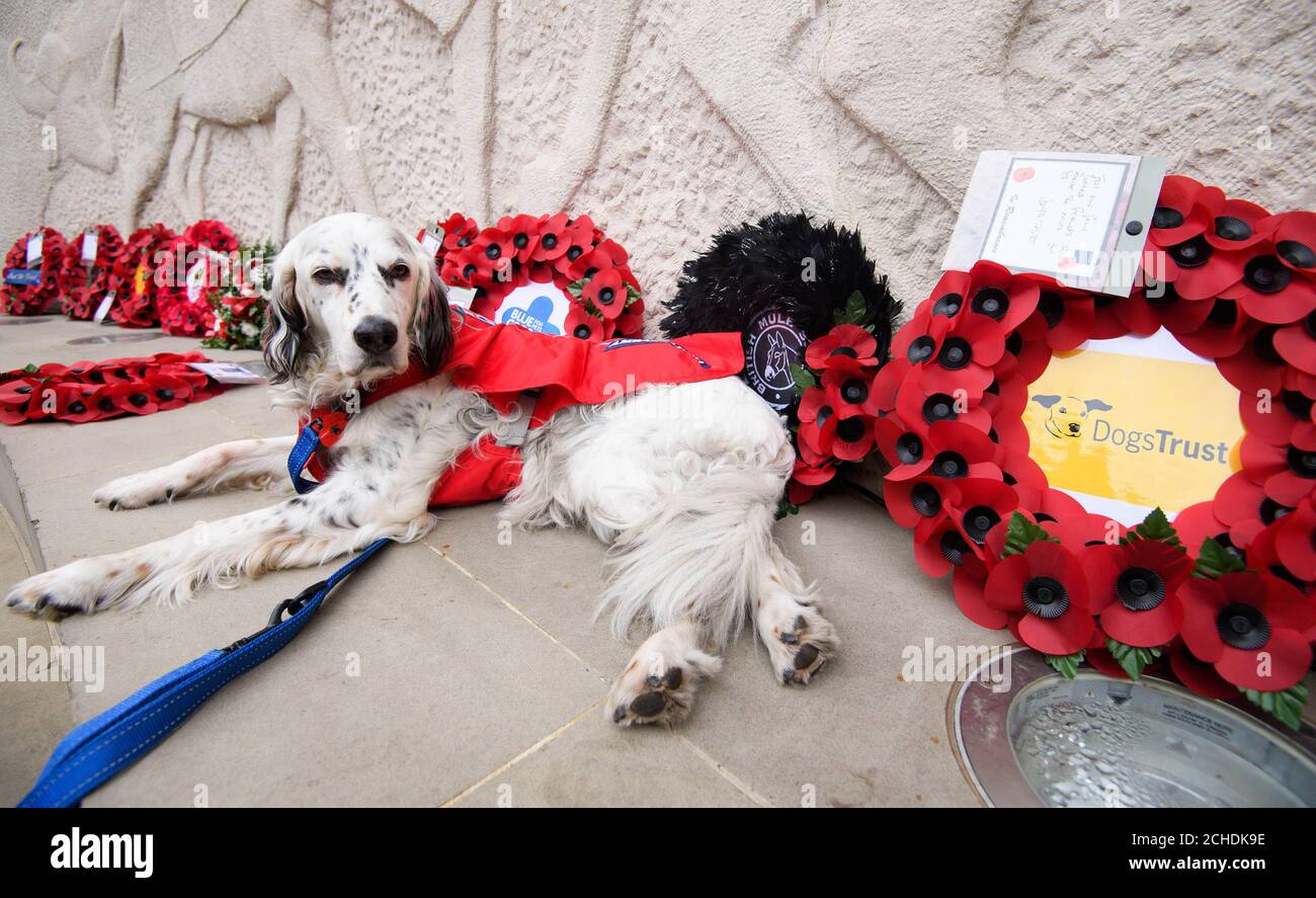 REDAKTIONELLE VERWENDUNG NUR Max, ein Spaniel Kreuz, schließt sich einer Gemeinde von Tieren und Vertreter von Dogs Trust, Petplan Charitable Trust und anderen Wohlfahrtsorganisationen und Organisationen, ihre Achtung zu Tieren, die ihr Leben in Kriegsführung bei der jährlichen Animal in war Memorial Veranstaltung in Park Lane, London verloren haben. Stockfoto