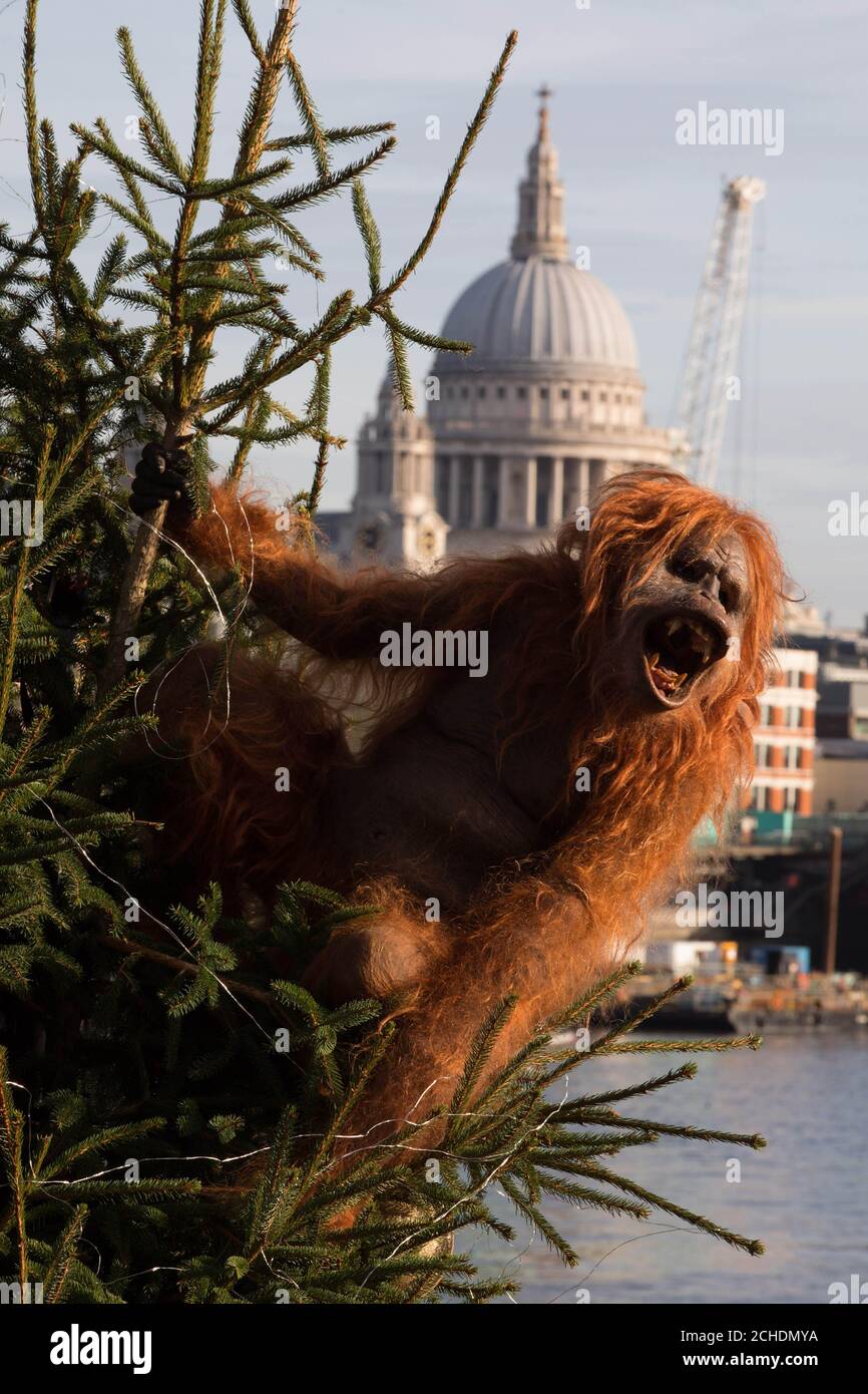 Ein ultrarealistischer, animatronischer Orang-Utan klettert am Coin Street Observation Point in London auf einen 20 Meter langen Weihnachtsbaum, um die Bedrohung des Überlebens der Art durch die Abholzung der Wälder durch die Palmölproduktion hervorzuheben, nachdem Islands Weihnachtswerbung verboten wurde. Stockfoto