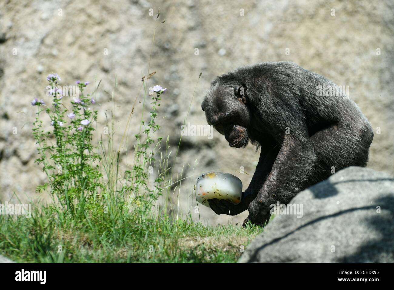 Ein Schimpansen hält Eis mit Nüssen und Früchten im Zoo Hellabrunn in München, 26. Juni 2019. REUTERS/Andreas Gebert Stockfoto