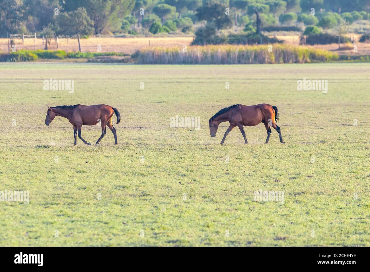 Reinrassige andalusische spanische Pferde, Stuten grasen im Donana Nationalpark, Naturschutzgebiet in Feuchtgebieten Stockfoto