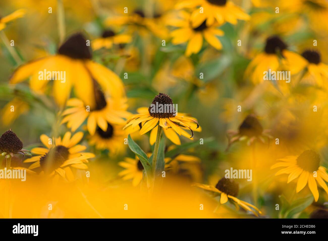 Gelbe Kegelblumen Stockfoto
