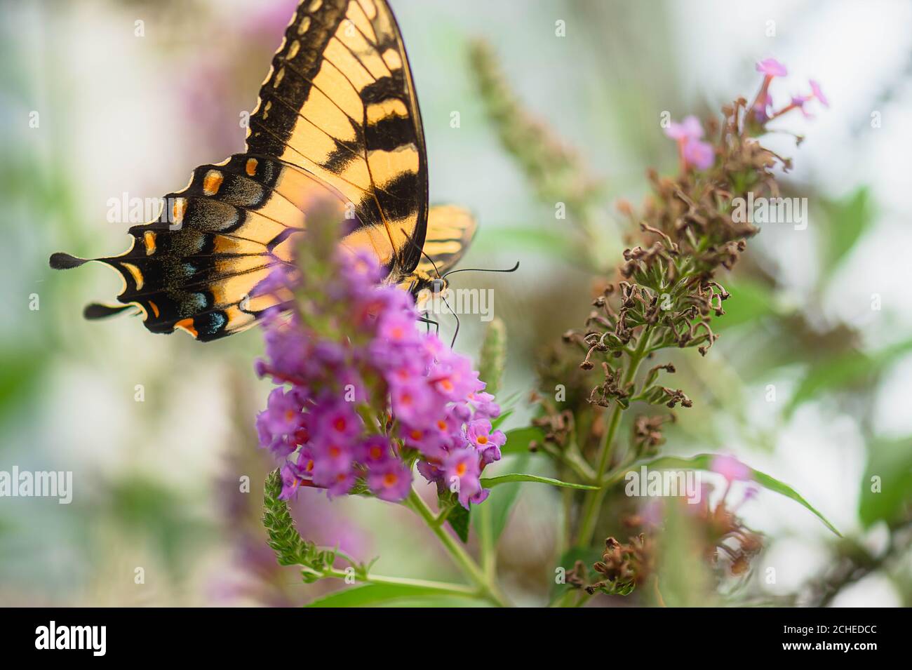 Gelber Schwalbenschwanz Schmetterling auf einem purpurnen Schmetterlingsbusch Stockfoto