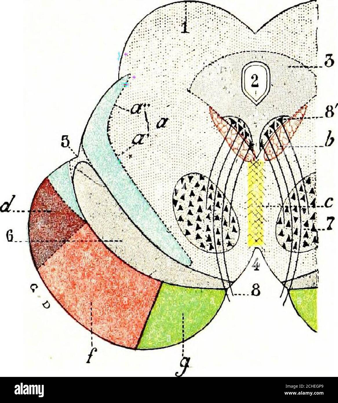 . Das Nervensystem: Ein elementares Handbuch der Anatomie und Physiologie des Nervensystems für den Einsatz von Studenten der Psychologie und Neurologie. Diese Nut der dritten Hirnnerven entstehen. Wo die Krura an die Ponen anschließt, liegen sie nahe beieinander, aber wenn sie vorwärts gehen, divergieren sie, so dass ein dreieckiger interpedukulärer Raum. Innere Struktur. - in einem transversem Abschnitt über die Mitte des Gehirns kann das Aquädukt von Sylvius in der Nähe der überlegenen Oberfläche (Abb. L 56, S. Graue Materie. - die wichtigen Massen der grauen Materie dieser Region vielleicht in vier Gruppen angeordnet : (1) die graue Materie surroun Stockfoto