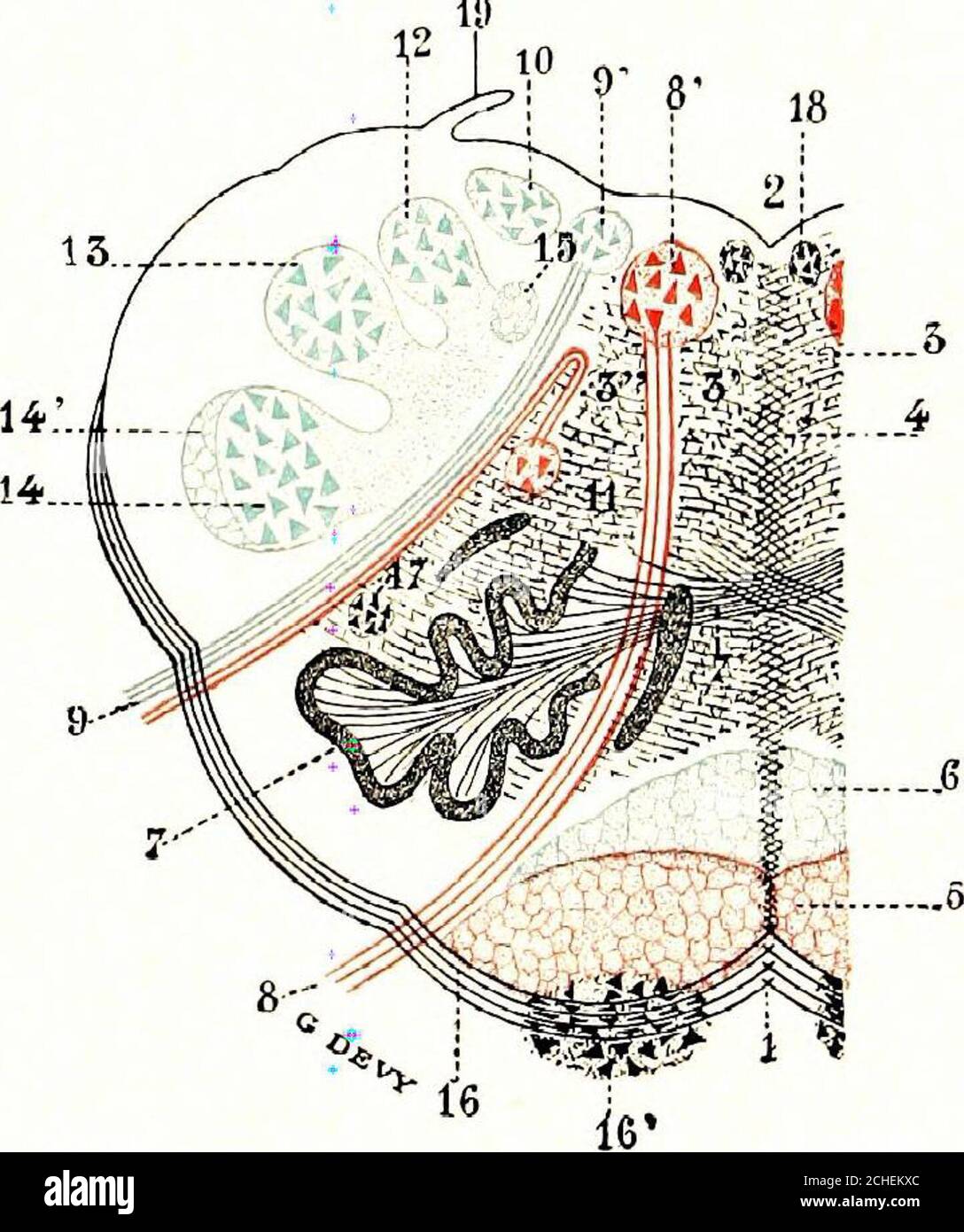 . Das Nervensystem: Ein elementares Handbuch der Anatomie und Physiologie des Nervensystems für die Verwendung von Studenten der Psychologie und Neurologie . ebellarhemisphären. Auf der oberen sur-Fläche präsentiert sich die Vermis als eine leicht mediane Erhebung zwischen den Hemisphären; auf der unteren Oberflächeliegt sie am Boden einer tiefen Nut und wird teilweise durch die Überlappung der Hemisphären verdeckt. Die Oberfläche des Kleinhirns wird durch eine Reihe leicht geschnitzter transversaler Fissuren eingeschnitten, die praktisch parallel zueinander liegen und sehr nah beieinander liegen (Abb. L 51, S. Einige der Spalten erstrecken sich über ein beträchtliches d Stockfoto