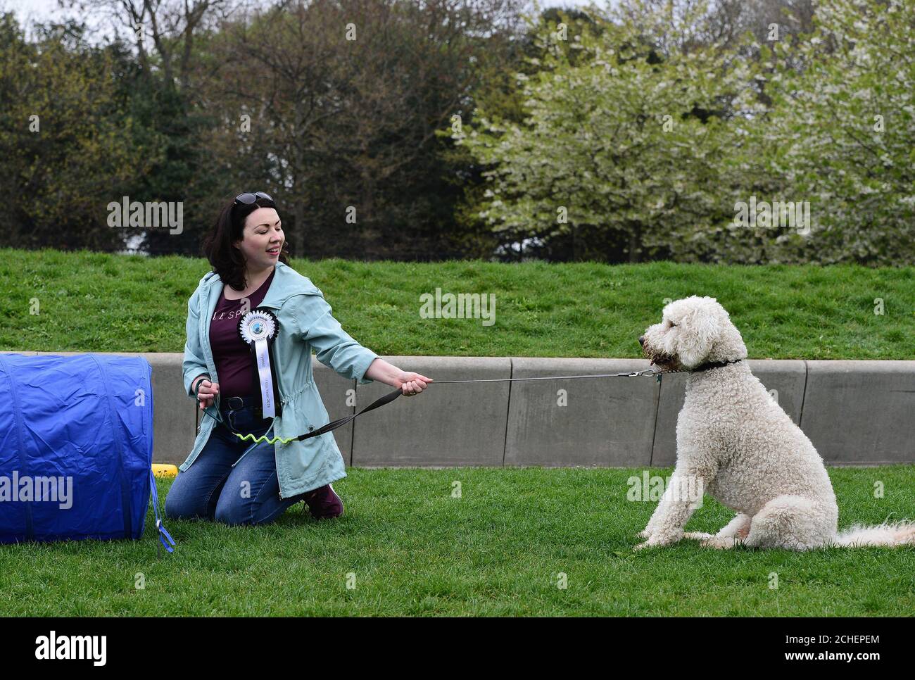 REDAKTIONELLE VERWENDUNG NUR Cuillin, ein Labrador Cross Pudel, der Monica Lennon MSP beim diesjährigen Holyrood Dog of the Year Wettbewerb gehört, der gemeinsam von Dogs Trust und dem Kennel Club in den Scottish Parliament Gardens in Edinburgh organisiert wird. Stockfoto