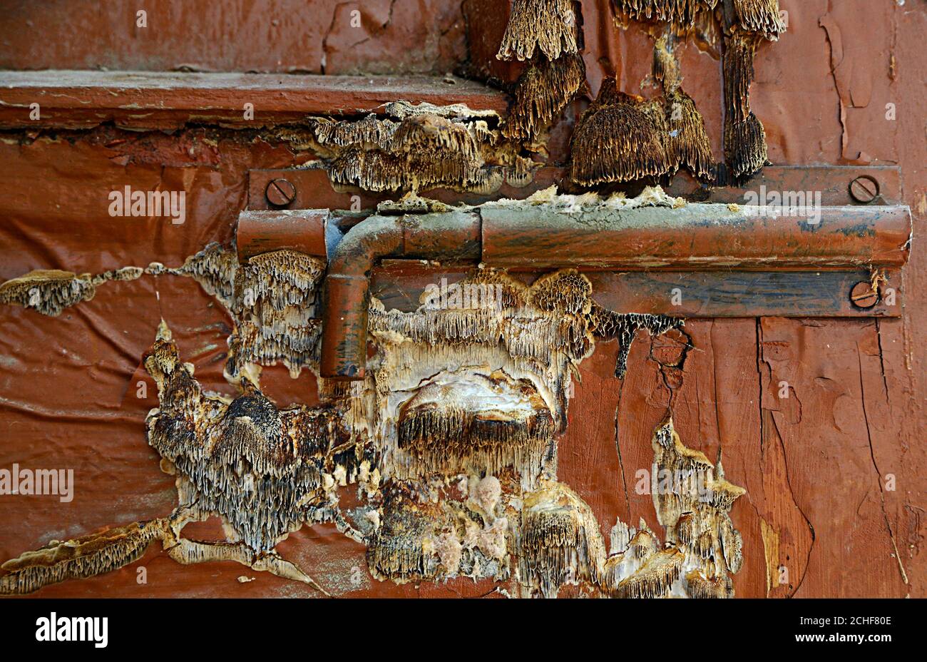 Klammer Pilz an der Tür Stockfoto