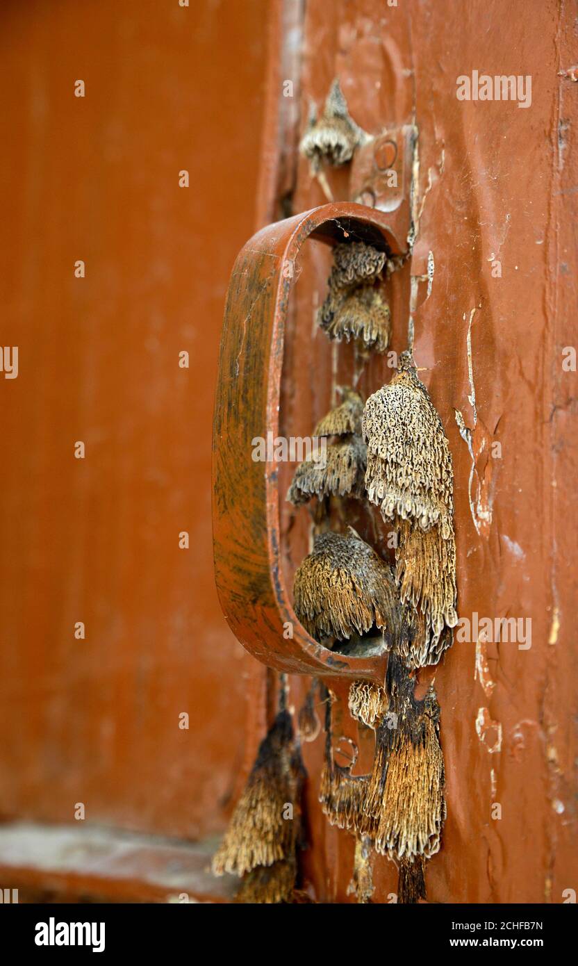 Klammer Pilz an der Tür Stockfoto