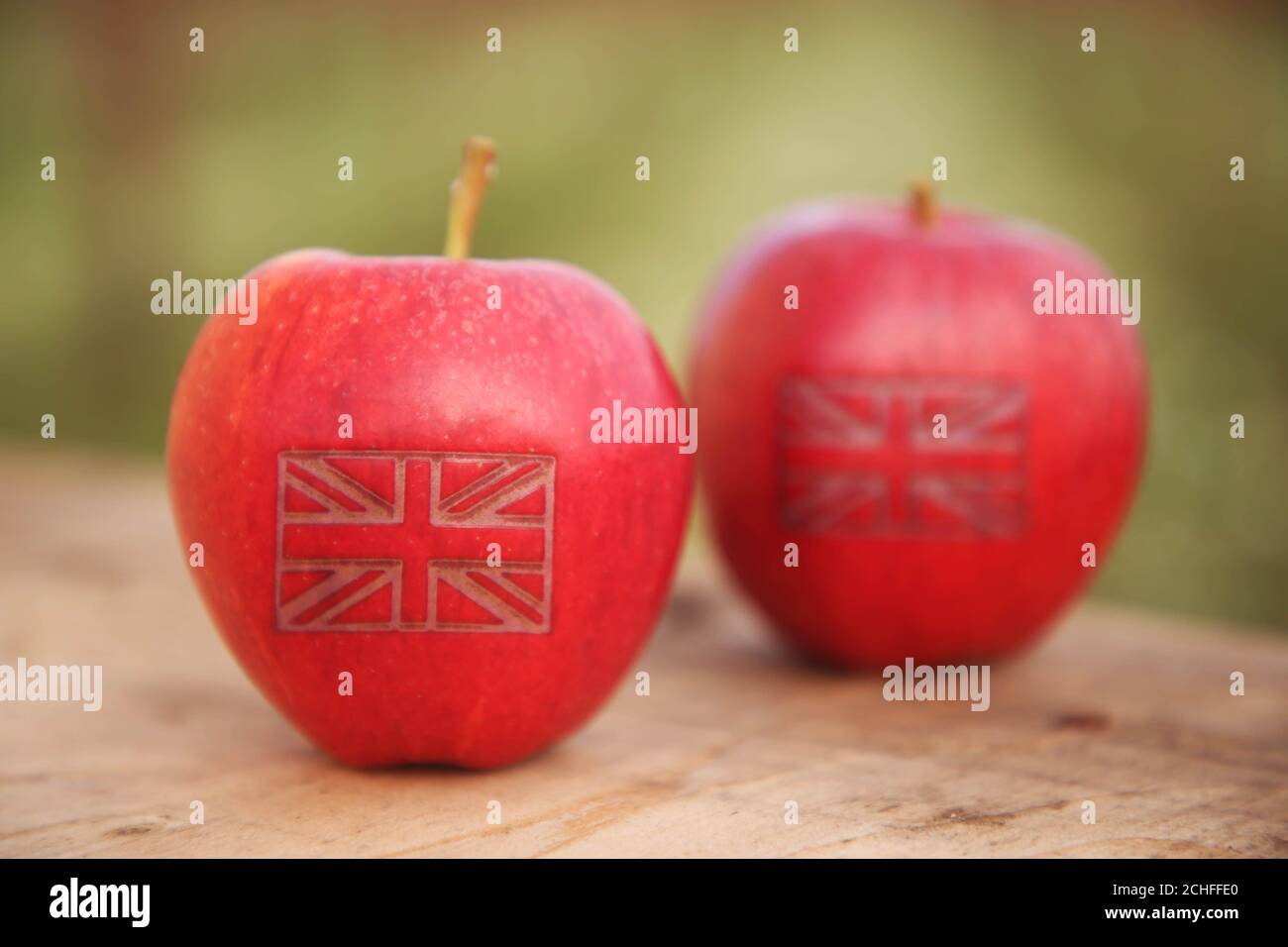 REDAKTIONELLE VERWENDUNG NUR ein Apfelanbauer in Kent schneidet mit dem Union Jack 365 britische Äpfel zum Auftakt der britischen Apfelsaison. Stockfoto