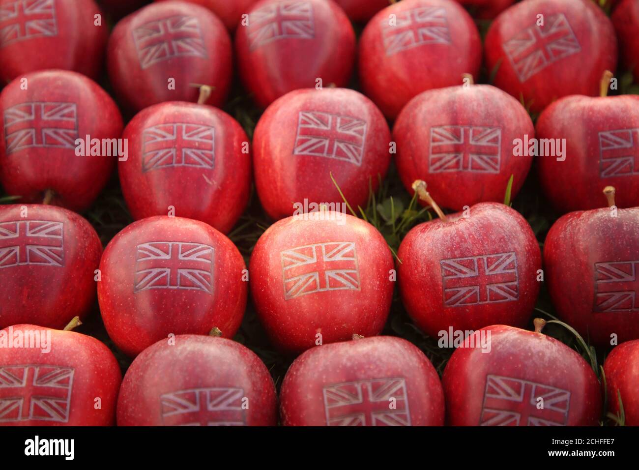 Ein Apfelbauer in Kent schneidet mit dem Union Jack 365 britische Äpfel zum Auftakt der britischen Apfelsaison. Stockfoto