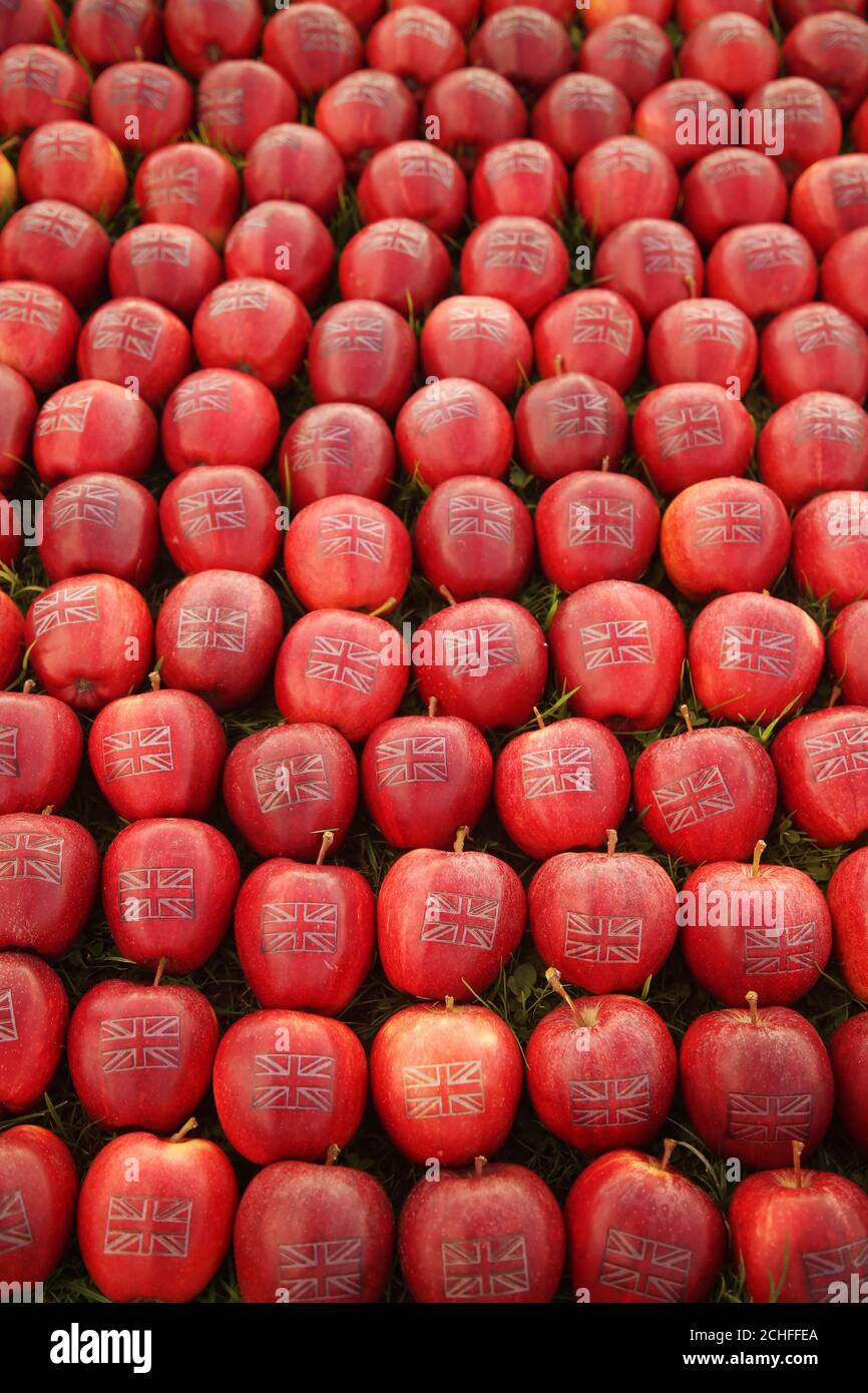 Ein Apfelbauer in Kent schneidet mit dem Union Jack 365 britische Äpfel zum Auftakt der britischen Apfelsaison. Stockfoto