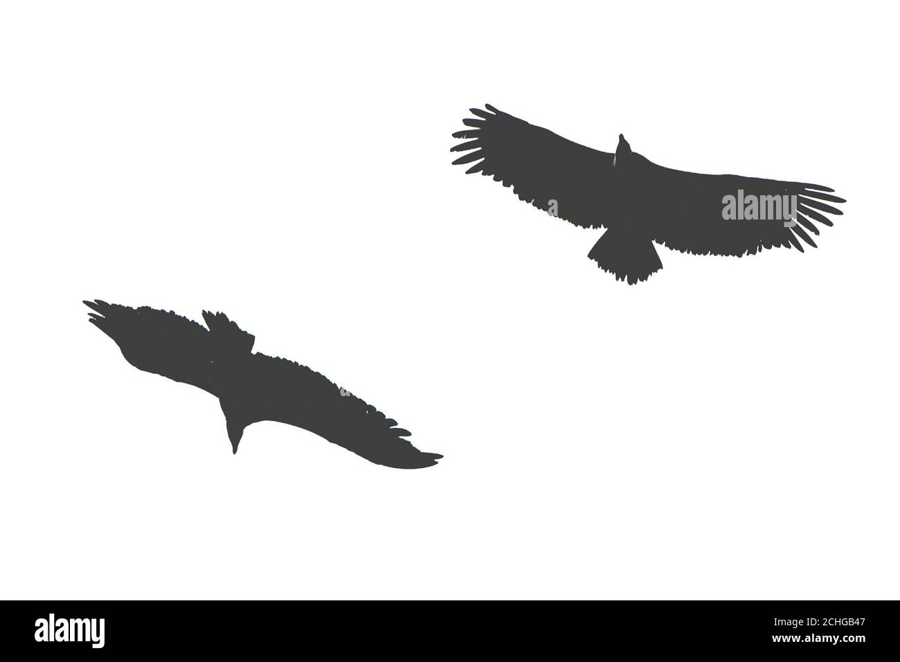 Silhouette von zwei fliegenden Adlern isoliert auf weißem Hintergrund Stockfoto