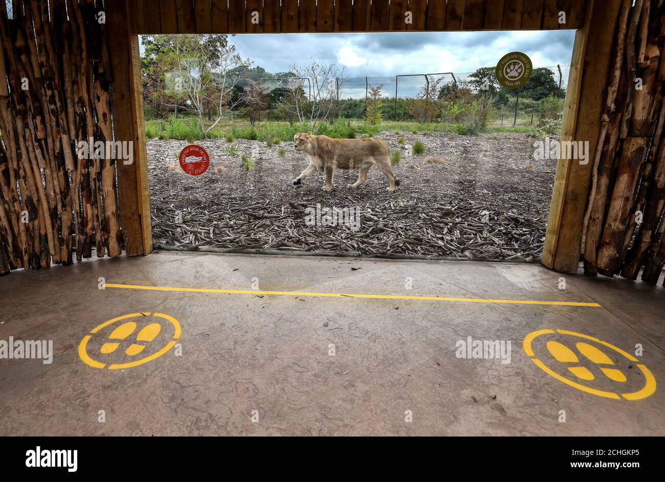 Soziale Distanzierungsmaßnahmen im Zoo von Chester, nachdem die Attraktion eine Kampagne gestartet hatte, um Geld zu sammeln, um den Zoo am Laufen zu halten und die Tiere zu versorgen, nachdem die Regierung bestätigt hatte, dass der Zoo auf unbestimmte Zeit geschlossen bleiben muss. PA-Foto. Bilddatum: Donnerstag, 4. Juni 2020. Bildnachweis sollte lauten: Peter Byrne/PA Wire Stockfoto