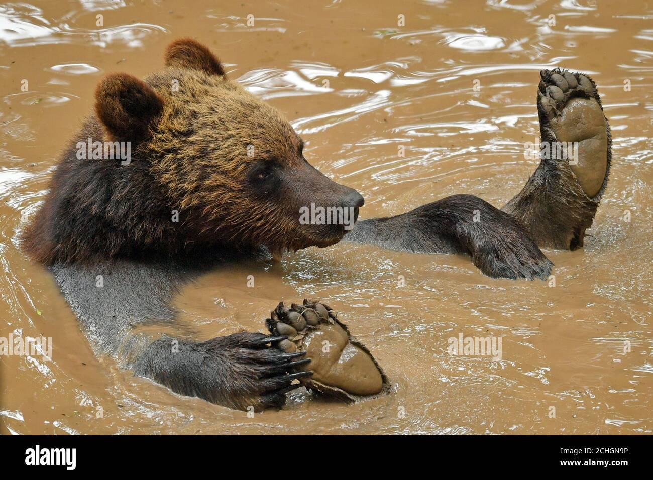 Ein Bär spielt in einem Pool als vier europäische Braunbären und fünf graue Wölfe, die zum ersten Mal in Bear Wood, einem neuen Gehege im Bristol Zoo's Wild Place Projekt, in britischen Wäldern zusammenleben. Stockfoto