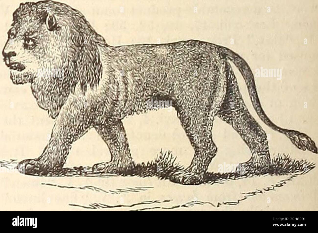 Persischer Lowe Stockfotos Und Bilder Kaufen Alamy