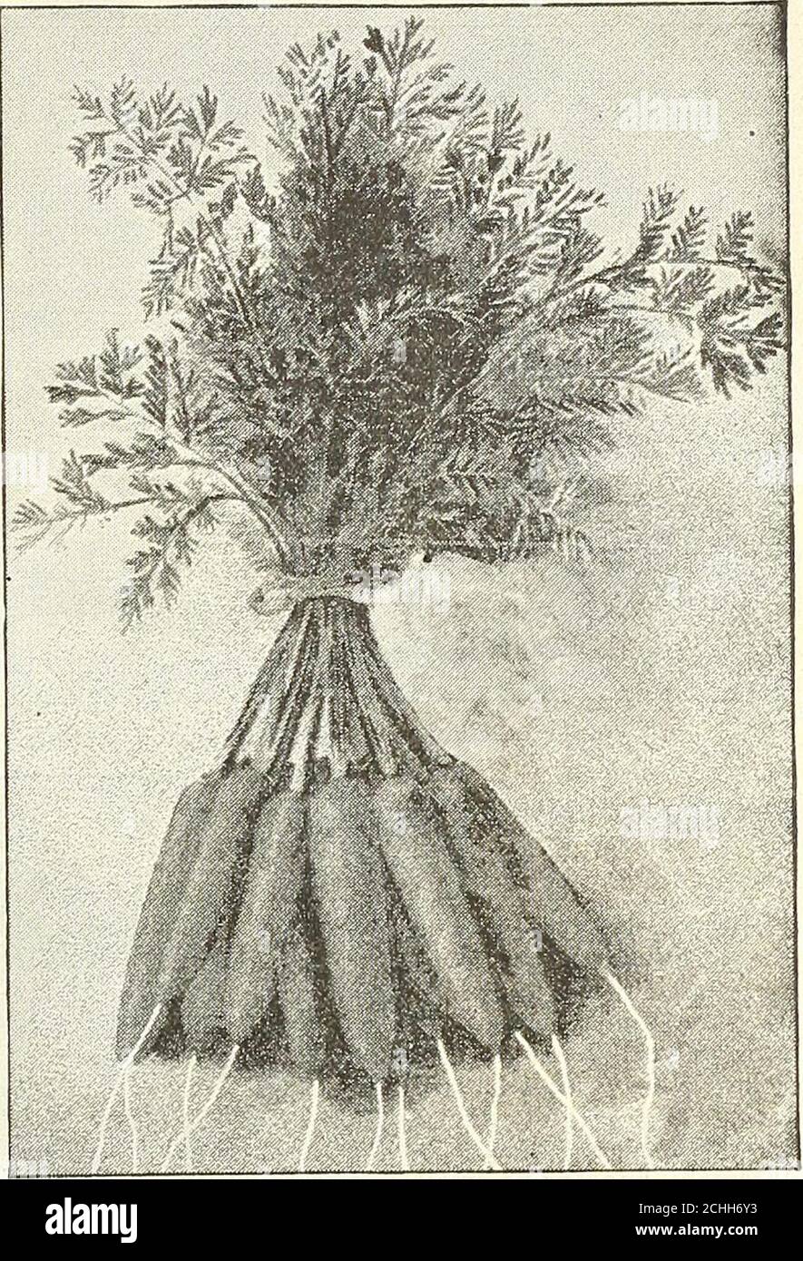 . Dreer Garten 1902 Kalender . ., 10 cts; oz, 15 cts.; lb., 40 cts.; lb., 1.00 USD.*Danvers Half=Long Orange. (Siehe Ausschneiden.) Eine reiche orange-rote Sorte, sehr glatt und gut aussehend, die sehr große Pflanzen produziert.eine ausgezeichnete Marktvielfalt. Die Platten sind mittelgroß und grob geteilt. Die Wurzeln verjüngen sich zu einem stumpfen Punkt; Fleisch süß, knackig und zart. Obwohl die Wurzeln dieser Sorte kürzer werden, produziert sie mehr Masse zum Acre als die größeren Feldsorten.Pkt., 5 CTS.; oz., 15 CTS.; lb., 25 CTS.; lb., 80 CTS.barly Scarlet Horn. Die lavorite frühe rote Sommer-Sorte; hiie-graued und guten Geschmack. Pk Stockfoto