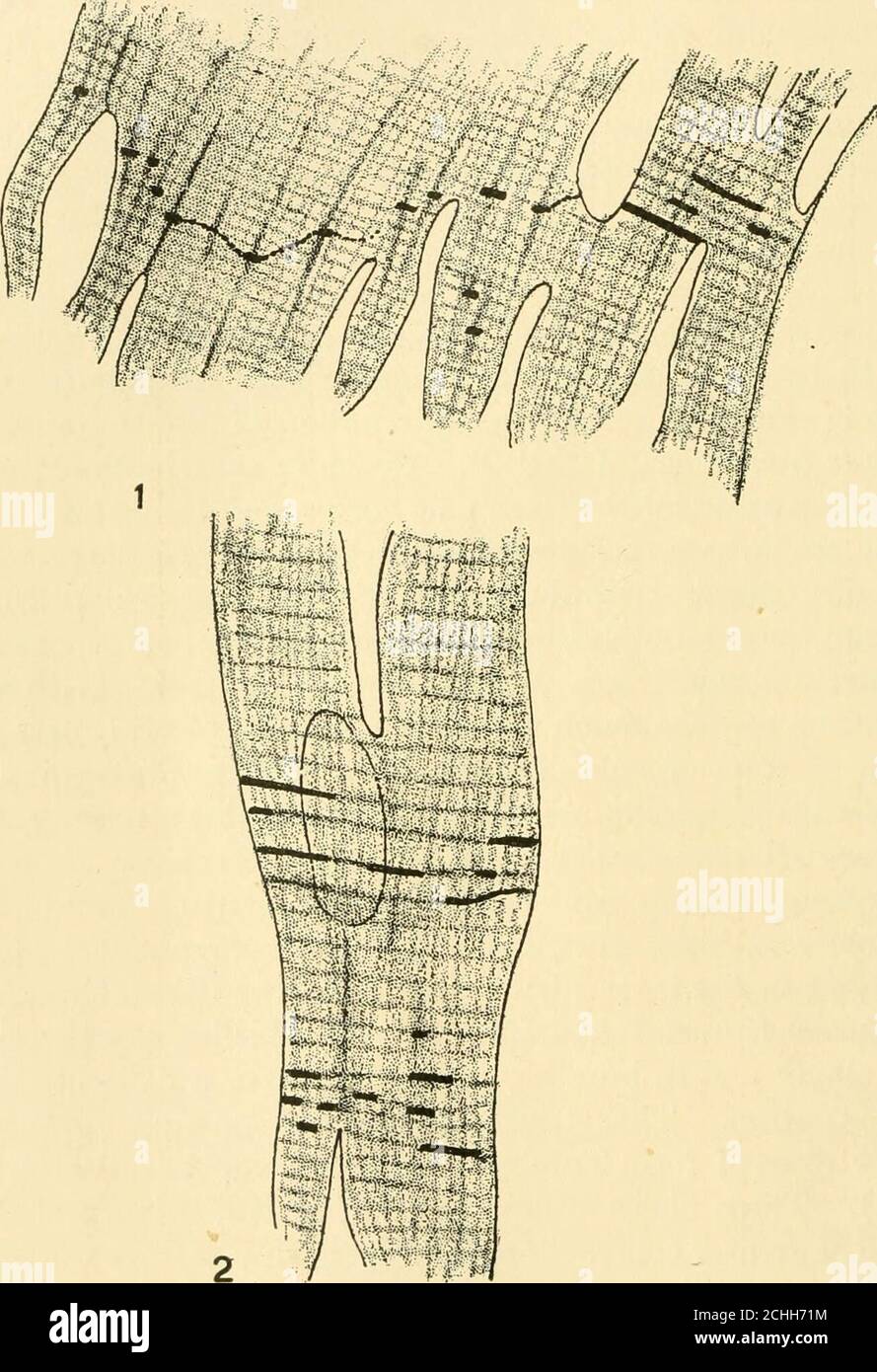 Das Amerikanische Journal Of Anatomy Alle Abbildungen Sofern Nicht Anders Angegeben Sind Um 1800 Durchmesser Vergrossert Abb 1 Ausdehnung Des Herzmuskels Des Affen Im Langsschnitt Mit Mehreren Arten Von Interkalierten