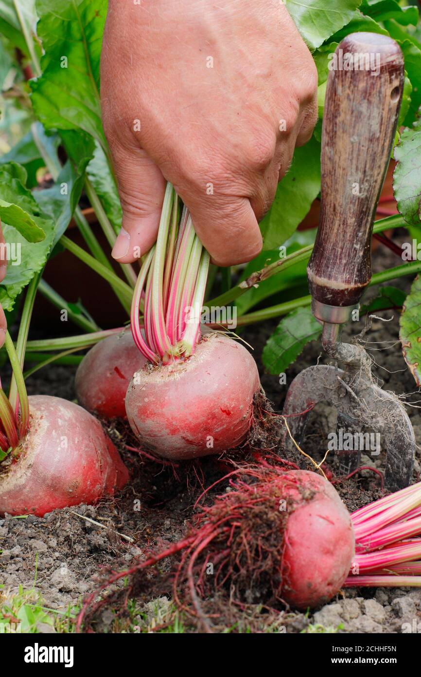 Beta vulgaris 'Chioggia'. Ernte Rote Bete in einem Garten Gemüsegarten. Stockfoto