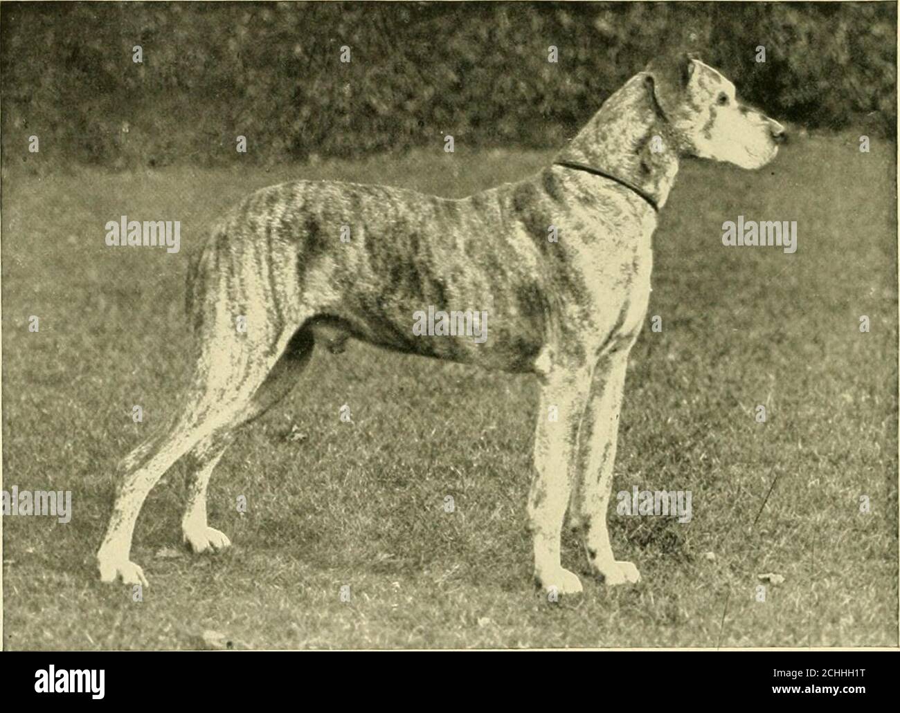 . Das neue Buch des Hundes : eine umfassende Naturgeschichte der britischen Hunde und ihre ausländischen Verwandten, mit Kapiteln über Recht, Zucht, Zwinger-Management und tierärztliche Behandlung . Dogis in Aktion, in einer geraden Linie Ebene mit dem Rücken, leicht gebogen gegen Ende, aber sollte sich über den Rücken. 22. Fell. – das Haar ist kurz und dicht, und glatt aussehend, und auf keinen Fall sollte es geneigt zu Grobheit. Gehen SIE DAS NEUE BUCH DES HUNDES. 23. Gang oder Aktion. – der Gang sollte geschmeizig, federnd und frei sein, die Aktion hoch. Die Hockensollten sich sehr frei bewegen, und der Kopf sollte gut gehalten werden. 24. Farbe. Stockfoto . Das neue Buch des Hundes : eine umfassende Naturgeschichte der britischen Hunde und ihre ausländischen Verwandten, mit Kapiteln über Recht, Zucht, Zwinger-Management und tierärztliche Behandlung . Dogis in Aktion, in einer geraden Linie Ebene mit dem Rücken, leicht gebogen gegen Ende, aber sollte sich über den Rücken. 22. Fell. – das Haar ist kurz und dicht, und glatt aussehend, und auf keinen Fall sollte es geneigt zu Grobheit. Gehen SIE DAS NEUE BUCH DES HUNDES. 23. Gang oder Aktion. – der Gang sollte geschmeizig, federnd und frei sein, die Aktion hoch. Die Hockensollten sich sehr frei bewegen, und der Kopf sollte gut gehalten werden. 24. Farbe. Stockfoto