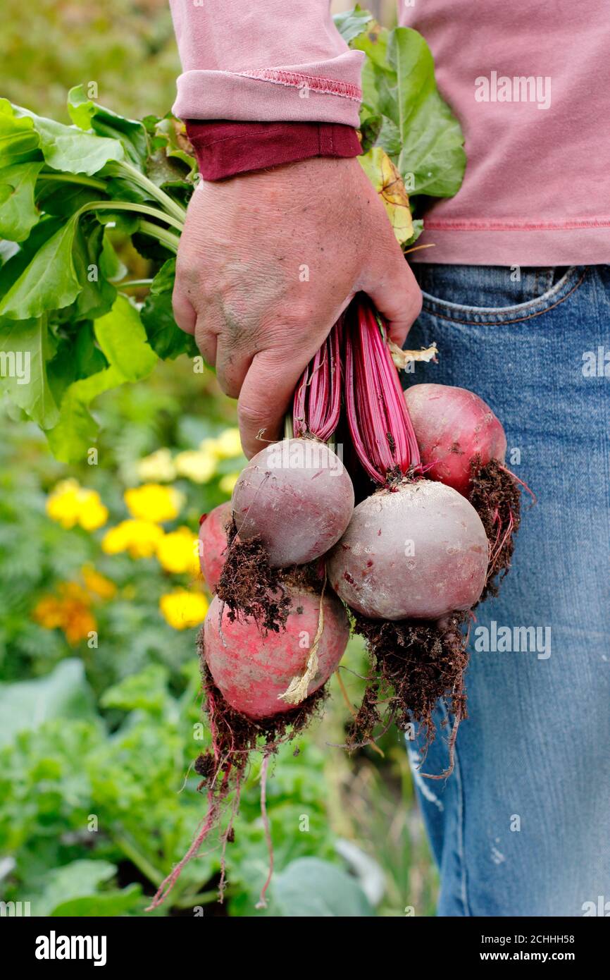 Rote Bete ernten. Gärtner hält frisch geerntete hausgemachte Rote Bete in einem Garten Gemüsegarten. VEREINIGTES KÖNIGREICH Stockfoto