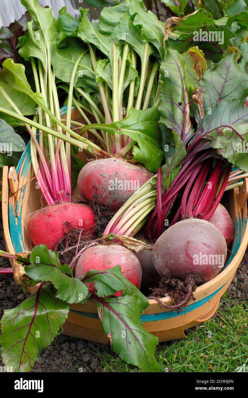 Beta vulgaris. Frisch geerntete biologische Rote Bete in einem Trug, der während der Covid-Pandemie in einem Garten angebaut wurde. VEREINIGTES KÖNIGREICH Stockfoto