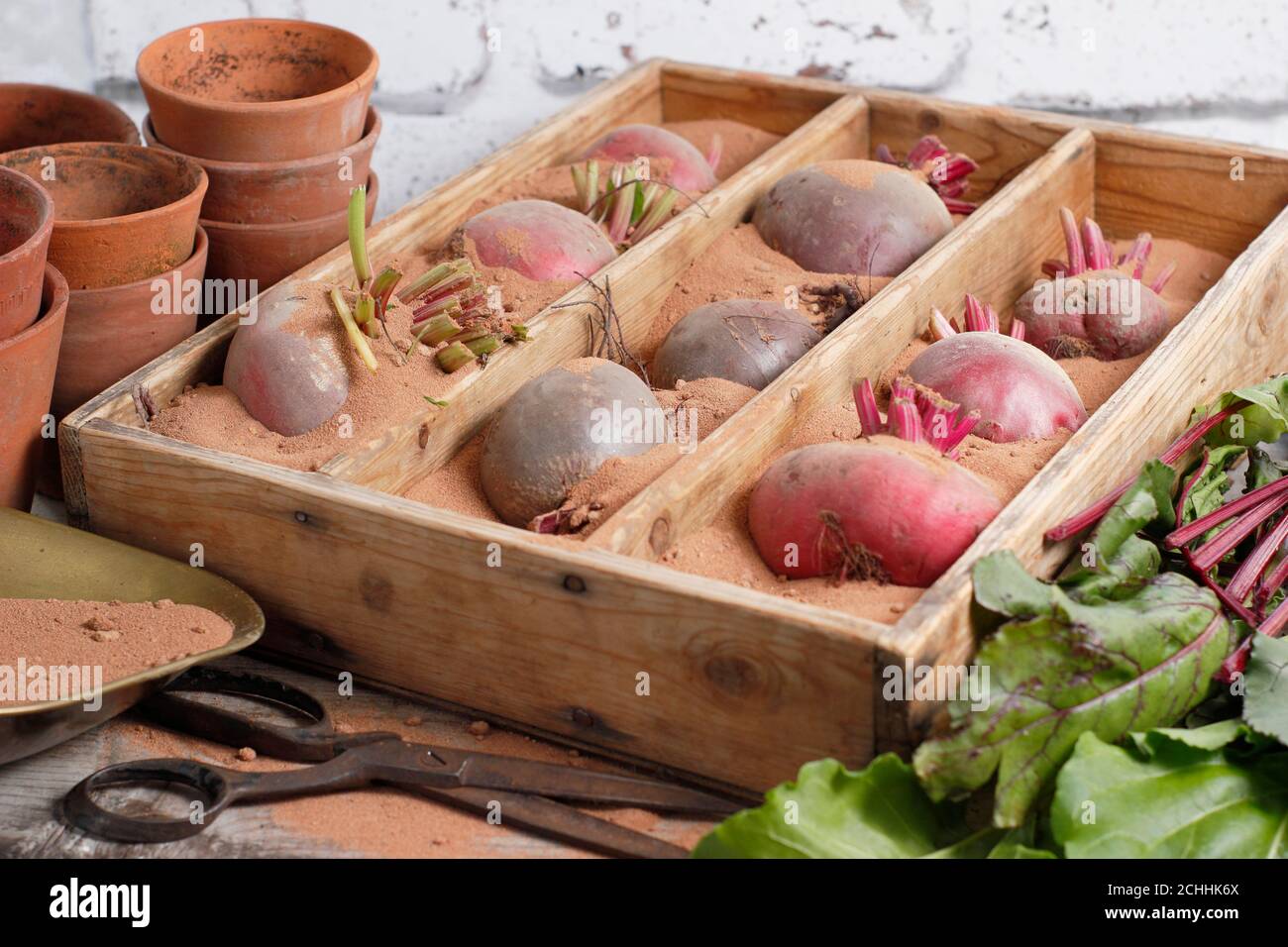 Beta vulgaris. Lagern von chioggia und Boltardy Rote Beete in Sand. VEREINIGTES KÖNIGREICH Stockfoto