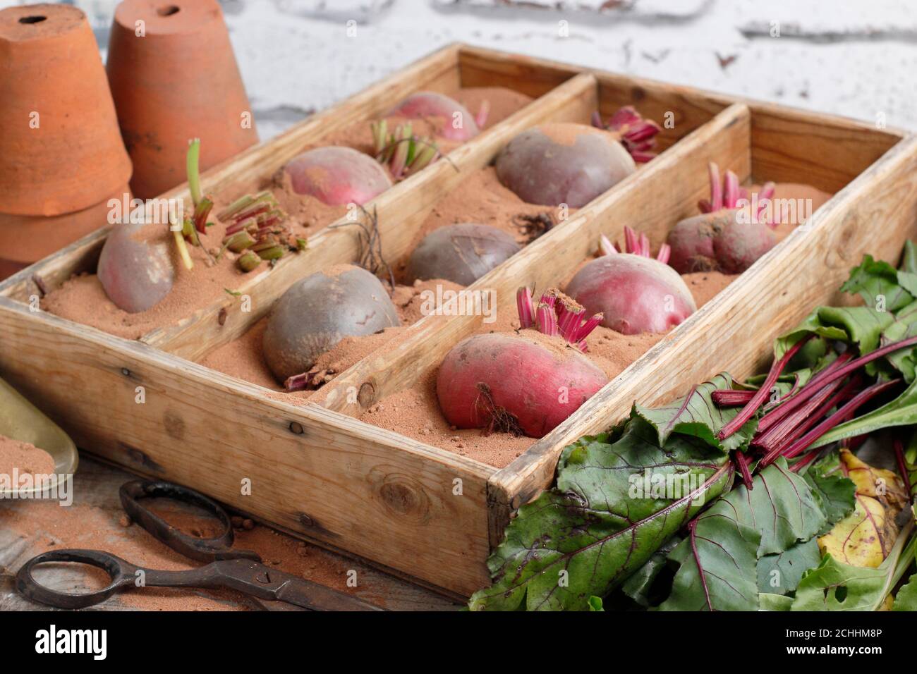 Beta vulgaris. Lagern von chioggia und Boltardy Rote Beete in Sand. VEREINIGTES KÖNIGREICH Stockfoto