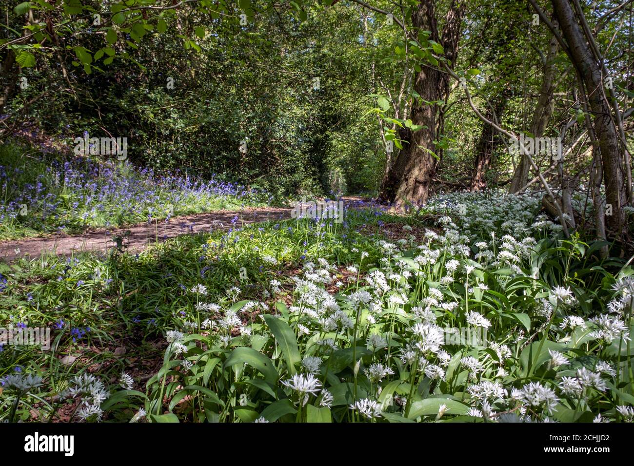 Bärlauch & Bluebells im Wald in Newtown Linford, Leicestershire, England Stockfoto