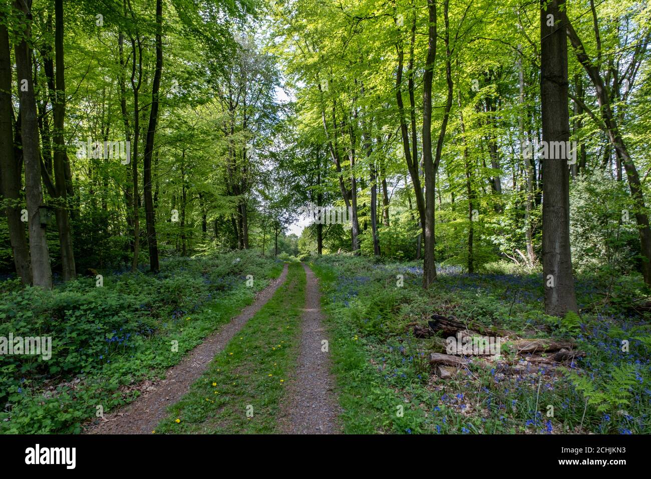 Bluebells und Logs neben einem Track in Poultney Wood, Charnwood, Leicestershire, England Stockfoto