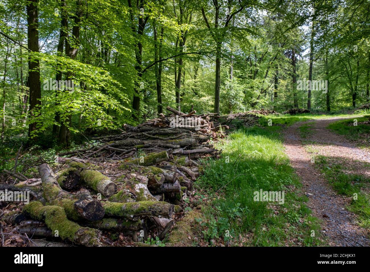 Ein Stapel von Baumstämmen neben einer Strecke in Poultney Wood, Charnwood, Leicestershire, England Stockfoto