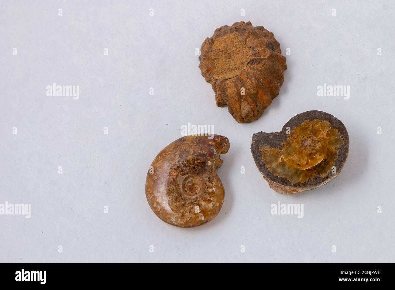 3 Ammonit fossile Exemplare in verschiedenen Größen isoliert auf weiß Mit Kopierbereich Stockfoto