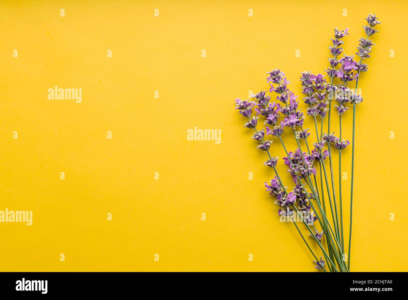 Frisches Lavendelblüten Bouquet auf gelbem Hintergrund. Flatlay lila Kräuterblüte. Blumenstrauß Lavendel Kopierer Platz für Text. Lavendel Stockfoto