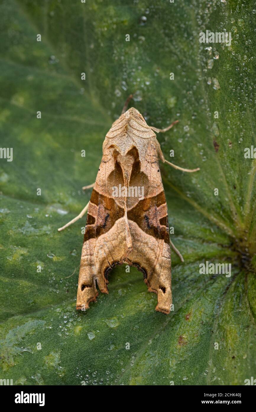 Winkel-Farbtöne-Moth (Phlogophora Meticulosa) Stockfoto