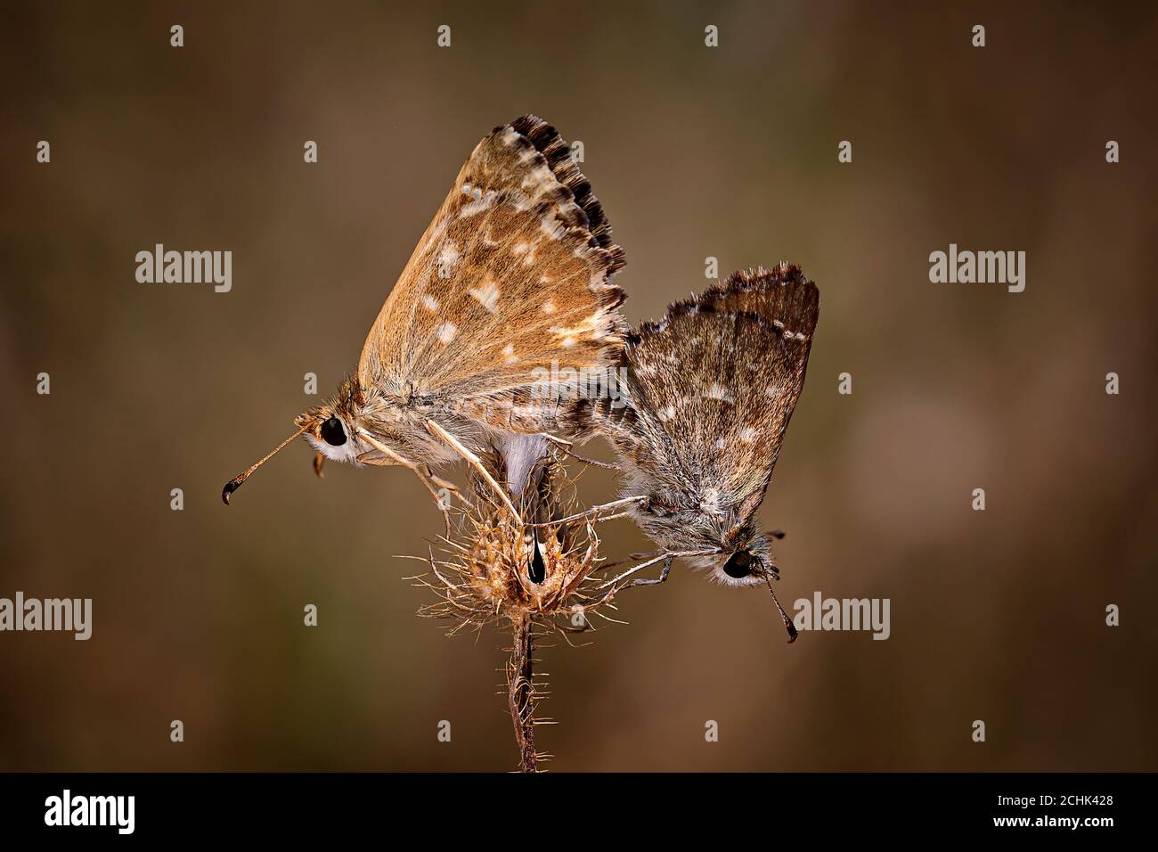 Grizzled Skipper Schmetterlinge Paarung (Pyrgus malvae) Stockfoto