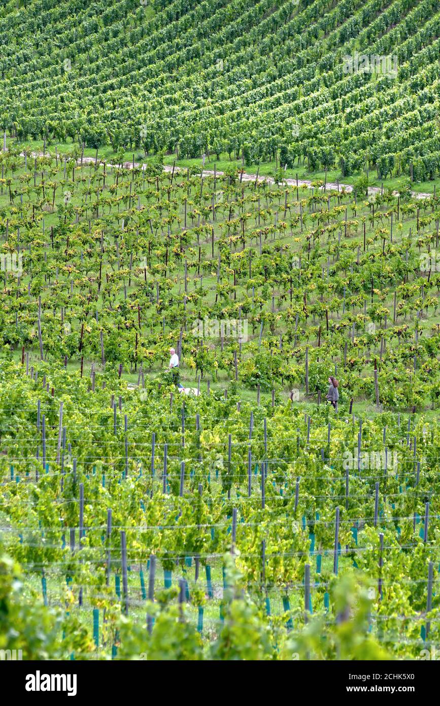 Weinberge in der Weinkellerei Denbies in Dorking Surrey England Stockfoto
