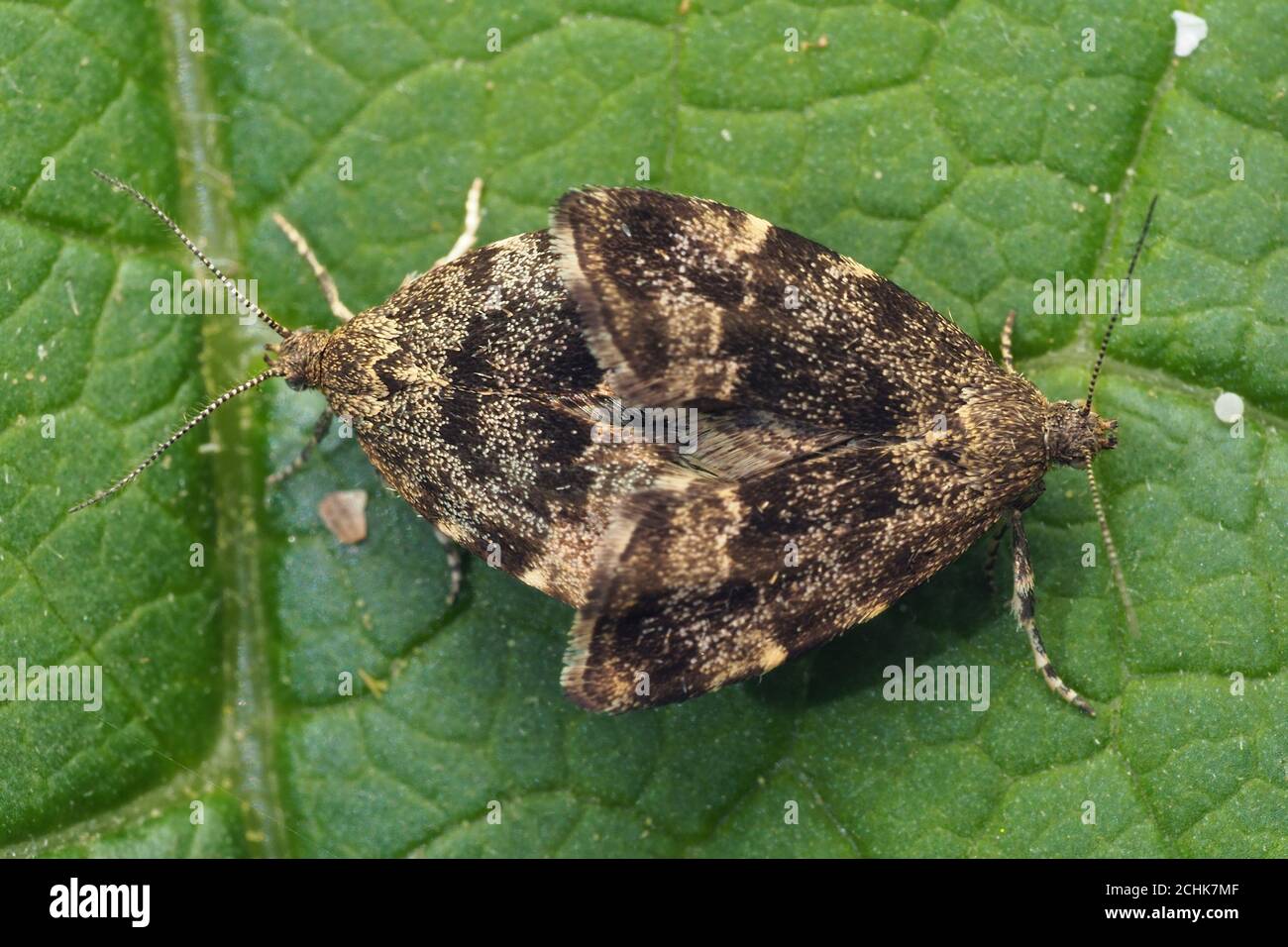 Dorsale Ansicht der sich paarenden Brennnesselzapfen (Anthophila fabriciana) Auf Pflanzenblatt Stockfoto