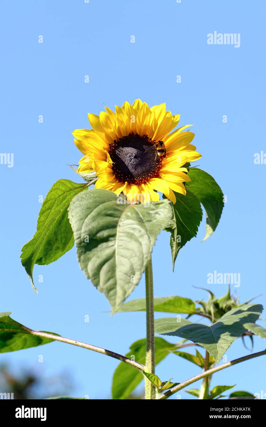 Nahaufnahme einer großen einzigen Sonnenblume gegen eine Tiefe Blauer Himmel Stockfoto