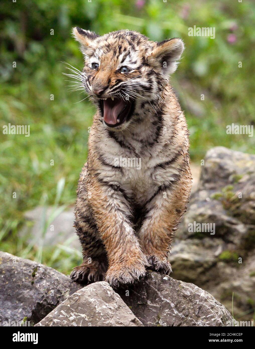 Tiger In Zoo Zurich Switzerland Stockfotos und -bilder Kaufen - Alamy