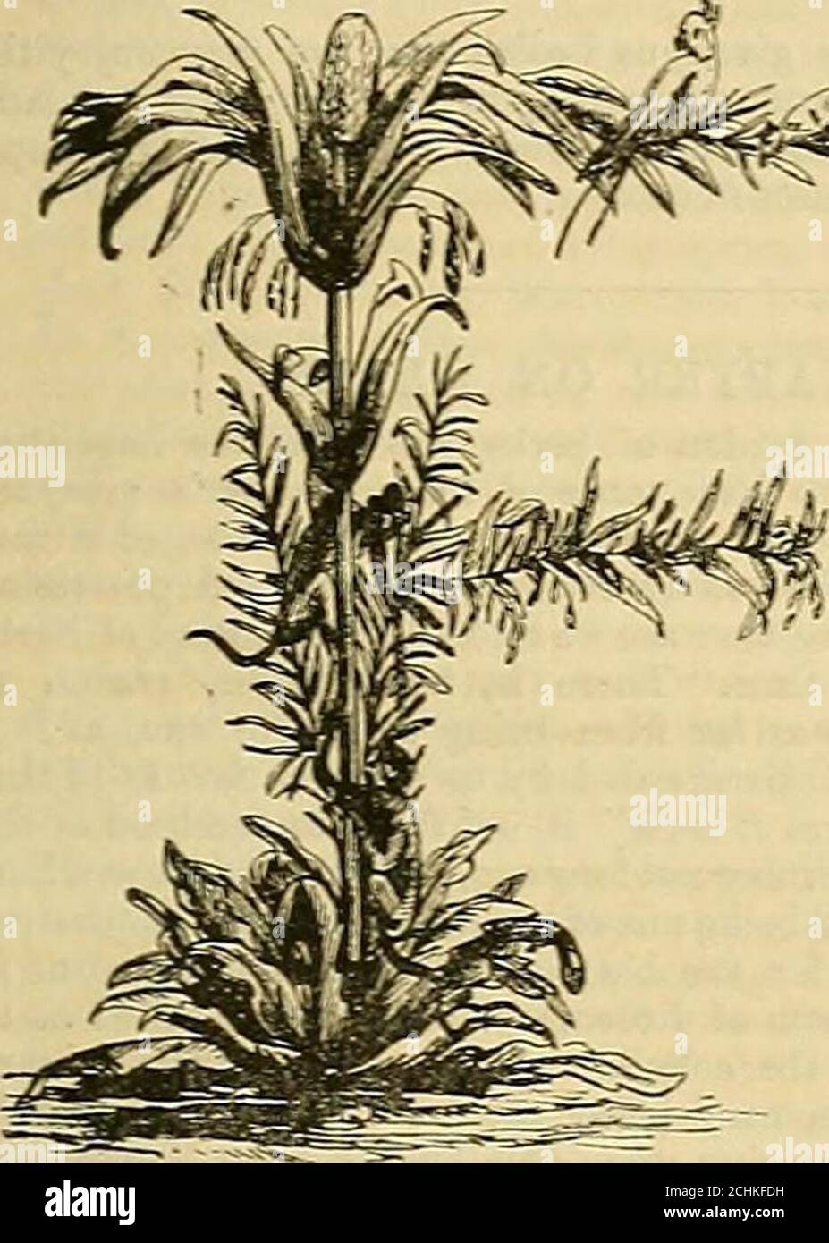 . Das Journal für Gartenbau, Landgärtner und Landmänner . IST 1362. MAI 12 – IS, 1863. Helleborinblüten.Tilli starb. 1740. B. Ascension. Holt Thcrsdat.Bryony Blumen.Baumwolle-Gras Blumen.Sonntag aftee Aufstieg.Purslane Blumen. H9.866 – 29.57229.858-29.83629.866 – 29.S5029.889 – 29.75629.908-29.81380.100 – 36.04530.113-30.009 Thermom. Wind. Dekrete.61 – 3961-3357 – 4260 – 4667 – 4076 – 4180-42 E.N.E. N.E.S.W. s.w.s.w.x.W. Regen in Inches. SonRises. Die Sonne Geht Untergegangen. Der Mond Steigt Auf Mononsand Seta, Alter. Uhr nach Tag des S-un. Riss. .13.46 m. h.Brot 4141211 9 8 6 m. h. 37af7 4 39 7 4042434546 446 :; 51 IST sets49 a! Stockfoto