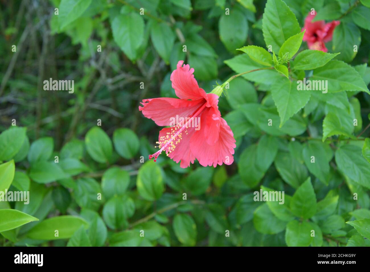 Rote Hibiskusblüten mit langem Stempel in der Mitte Grüne Blätter im Garten Stockfoto